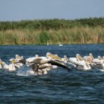 Cele mai frumoase excursii din Delta Dunării